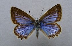 Polyommatus daphnis.female.jpg