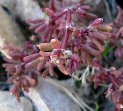 Portulaca halimoides 3.jpg