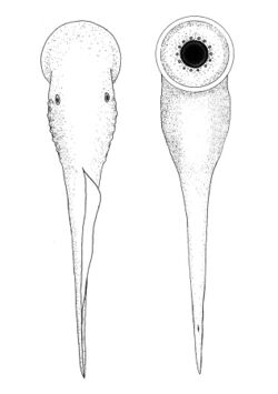 Priscomyzon riniensis02.jpg