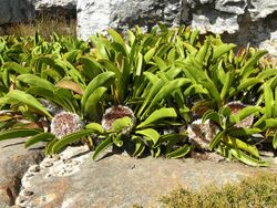 Protea cryophila 15087668.jpg