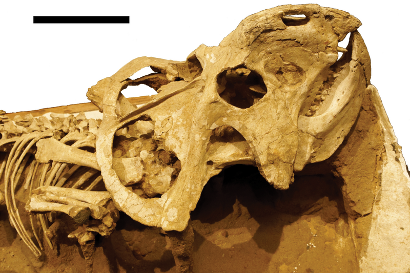 File:Protoceratops specimen MPC-D 100 534 skull.png