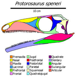 Protorosaurus skull diagram.png