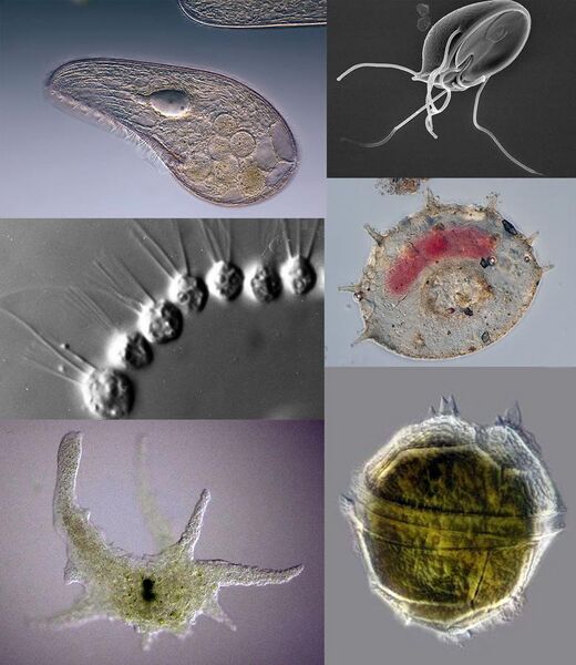 File:Protozoa collage 2.jpg