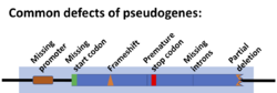 Pseudogene defects.png