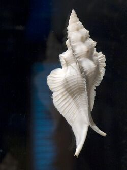 Pterynotus pinnatus shell.jpg