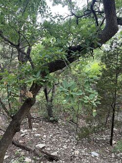 Quercus Laceyi.jpg