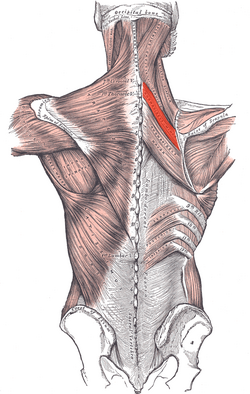 Rhomboideus minor.png