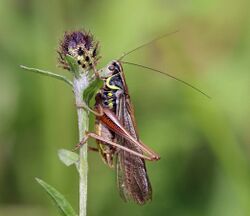 Roesel's bush-cricket (Metrioptera roeselii diluta) male.jpg