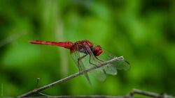 Ruddy marsh skimmer.jpg