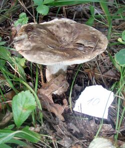 Russula acrifolia 82608.jpg