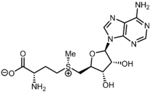 S-adenosyl methionine.png