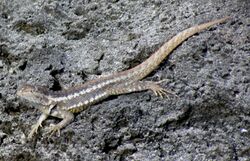 San Cristobal Lava Lizard.jpg