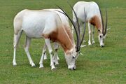 Scimitar oryx1.jpg