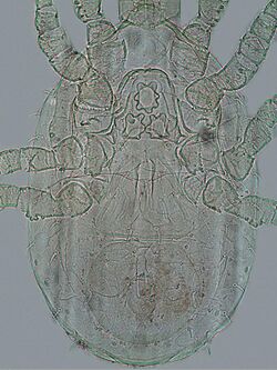 Sertitympanum contiguum (10.3897-zookeys.704.13304) Plate 69.jpg