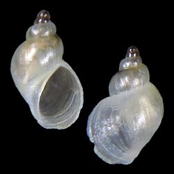 Shell Zeradina translucida.jpg