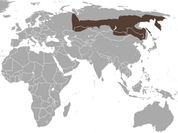 Siberian Large-toothed Shrew area.png