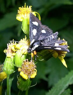 Six-Spotted Forester moth (Alypia langtoni) at Waterton Lakes National Park (5129068651).jpg