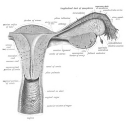Drawn anatomic illustration as described in caption