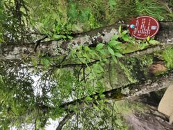 Sorbus folgneri - Mingyueshan 2019.06.02 11-59-37.jpg