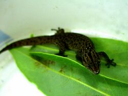 Sphaerodactylus celicara.jpg