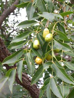Photo of a Spondias mombin tree with several round yellowish fruits