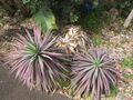 Starr-120301-3451-Yucca desmetiana-habit-Enchanting Floral Gardens of Kula-Maui (24769617459).jpg