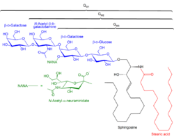 Structure of GM1, GM2, GM3.png