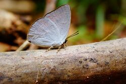 Sunbeam Butterfly06270.jpg