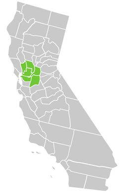 Symphyotrichum lentum native distribution: California counties of Contra Costa, Napa, Sacramento, San Joaquin, Solano, and Yolo.
