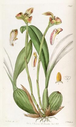 Trigonidium obtusum - Edwards vol 23 pl 1923 (1837).jpg