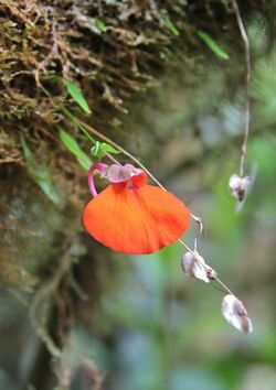 Utricularia campbelliana.JPG