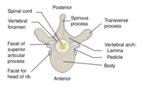 Vertebra Superior View-en.svg