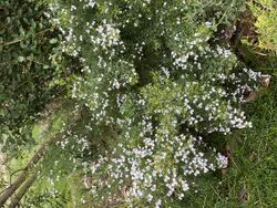 Westringia longifolia flowers 03.jpg
