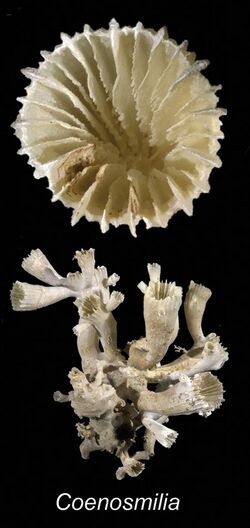 "Coenosmilia arbuscula"