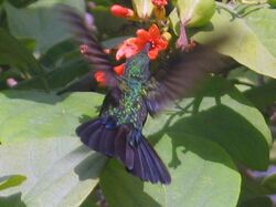 Zumbador verde kolibrik hummingbird.jpg