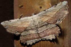 - 6720 – Lytrosis unitaria – Common Lytrosis Moth.jpg