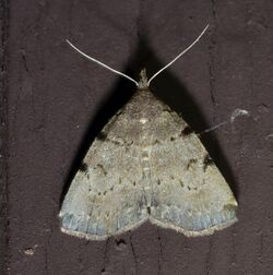 - 8340 – Zanclognatha lituralis – Lettered Zanclognatha Moth (19787160869).jpg