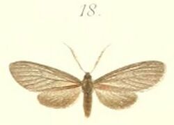 18-Machairophora fumigata Pagenstecher, 1900.JPG