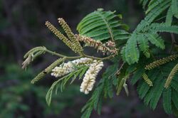 Acacia ataxacantha01.jpg