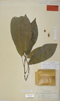 Herbarium specimen of "Actephila excelsa" v. "javanica"