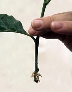 Adventitious roots of Magnolia cutting.jpg