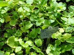 Aeollanthus rehmannii - Copenhagen Botanical Garden - DSC07404.JPG