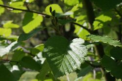 Alnus-maximoviczii-foliage.JPG