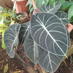 Alocasia reginula (Philippines) 01.jpg