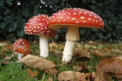 Amanita-muscaria-mushroom20151014-1336-ex6cst.jpg