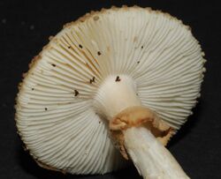 Amanita australis 48560.jpg