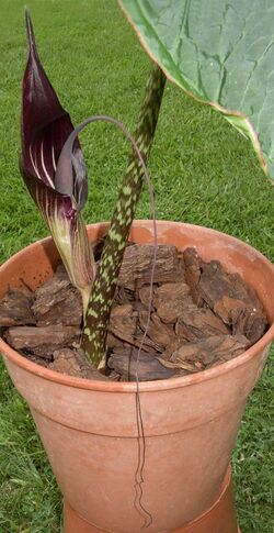 Arisaema speciosum 200614-03.jpg