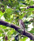 Ashy-breasted Flycatcher (Muscicapa randi) facing left in tree.jpg
