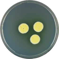 Aspergillus campestris cya.png