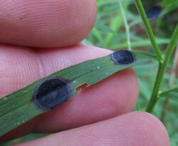 Asteromyia euthamiae (Cecidomyiidae) - (gall), Cattaraugus (NY), United States.jpg